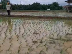 Petani Pattallassang Gowa Bertahun-tahun Tak Pernah Terima Bantuan Bibit Padi, Keluhan Menguat Setiap Musim Tanam